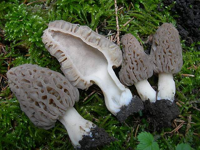 Le prime specie primaverili